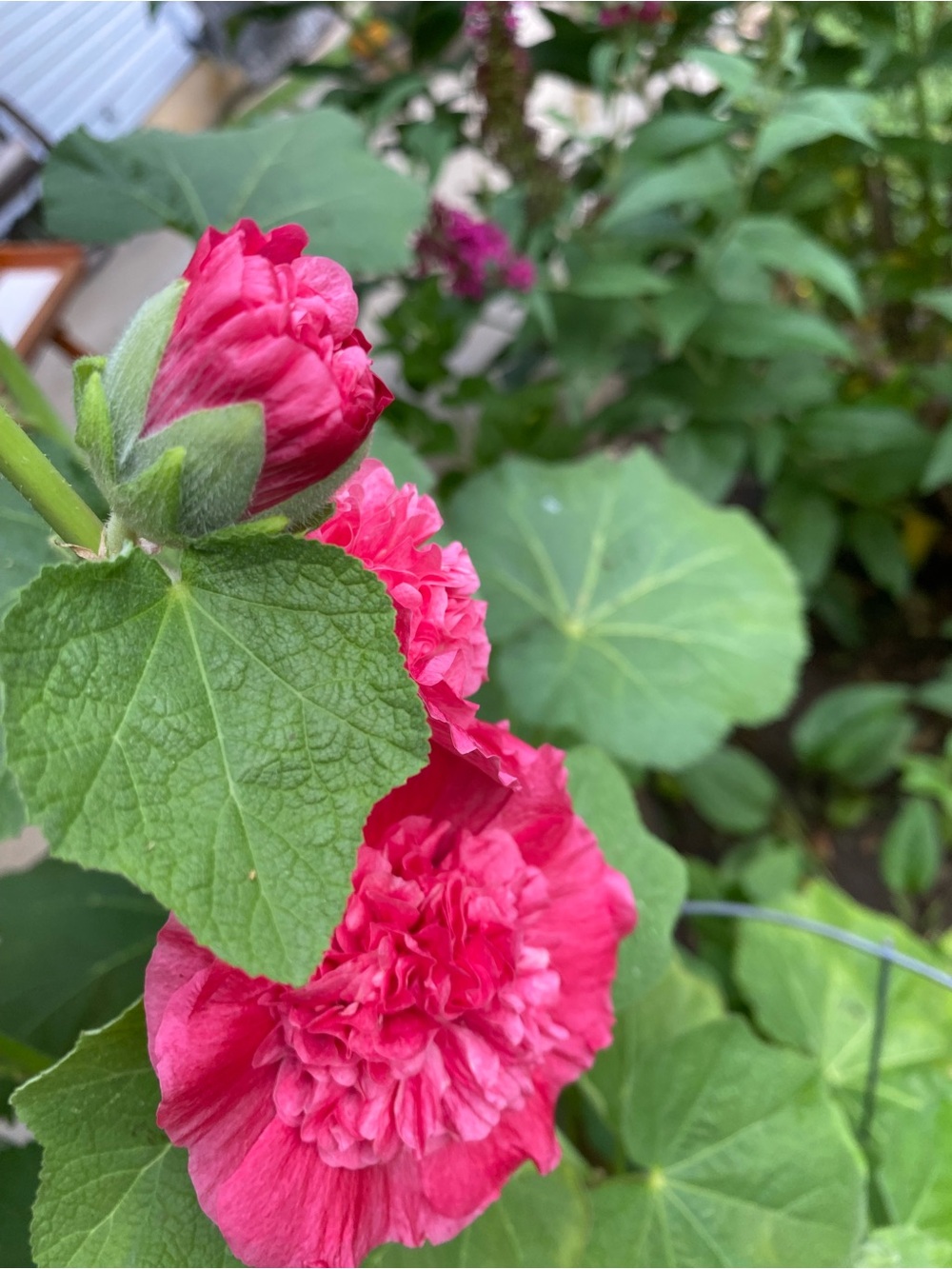 Unlisted item Poshmark live show Vibrant Pink Double Hollyhock Bloom